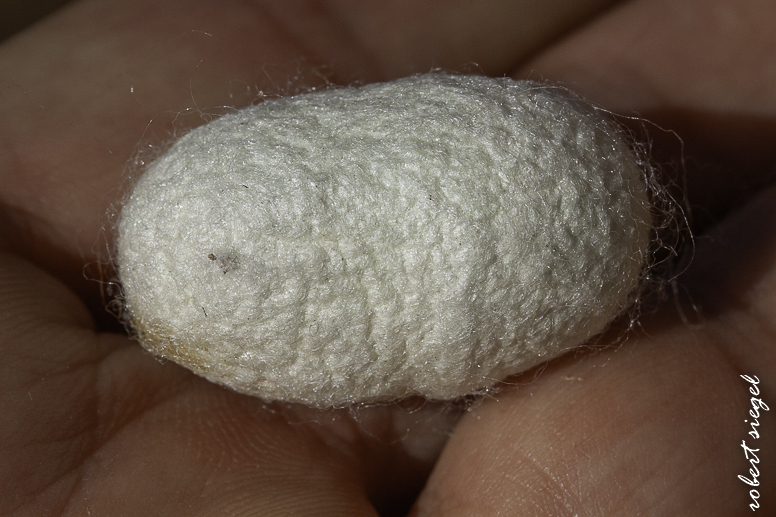 homemadesilk